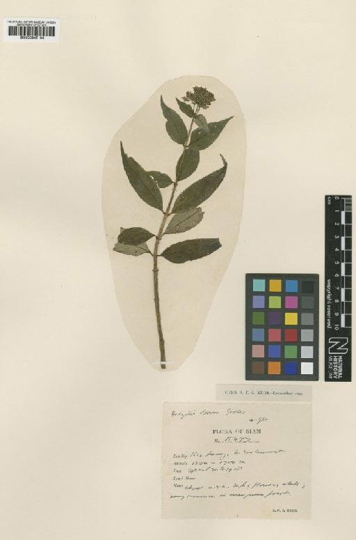 Hedyotis decora Geddes - BM000945154