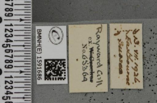 Idaea dimidiata ab. nigrocilliata Chalmers-Hunt, 1961 - BMNHE_1591686_label_264611