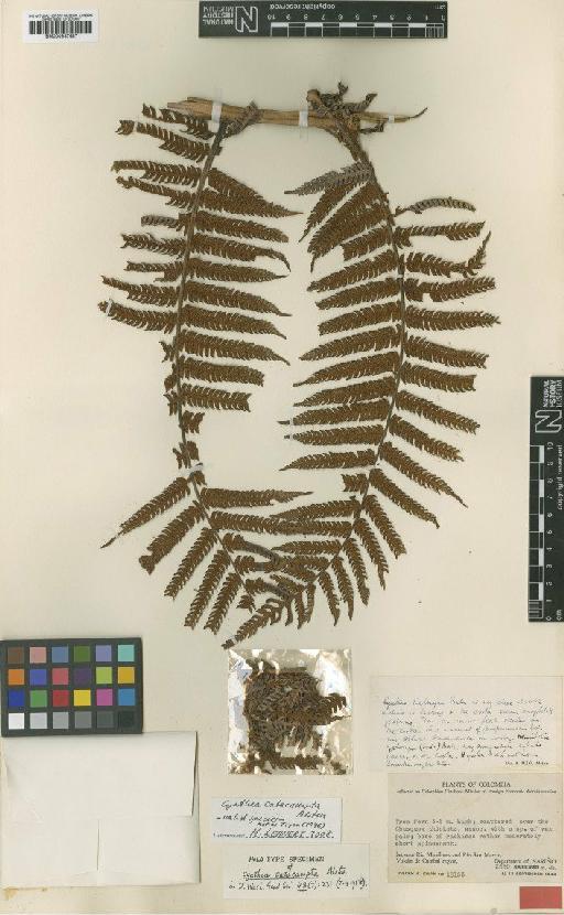 Cyathea catacampta Alston - BM000937687