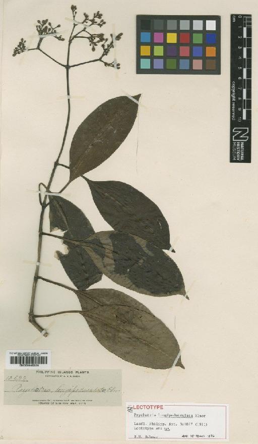 Psychotria longipedunculata Elmer - BM000945528