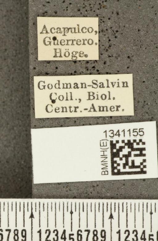 Diabrotica flaviventris Jacoby, 1887 - BMNHE_1341155_label_22959