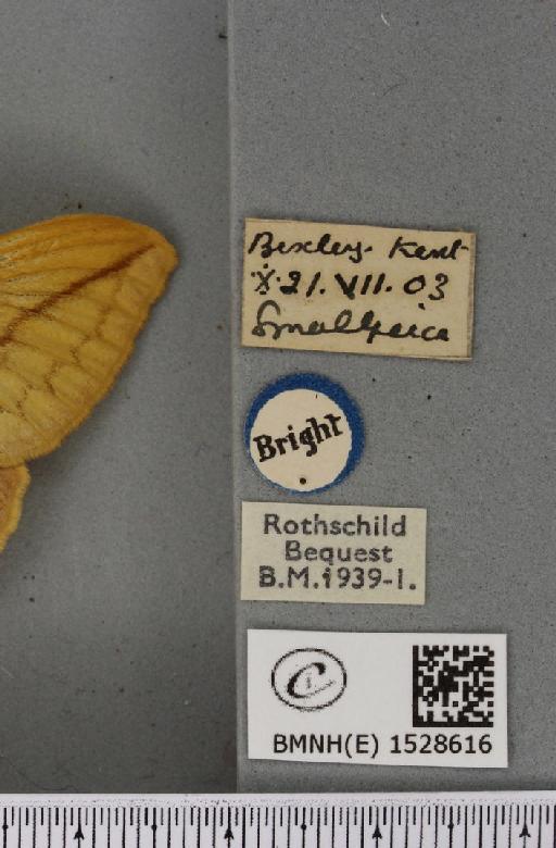 Euthrix potatoria ab. lutescens Tutt, 1902 - BMNHE_1528616_label_197118