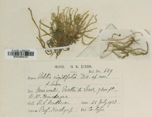 Pohlia wahlenbergii (F.Weber & D.Mohr) A.L.Andrews in Grout - BM000983707