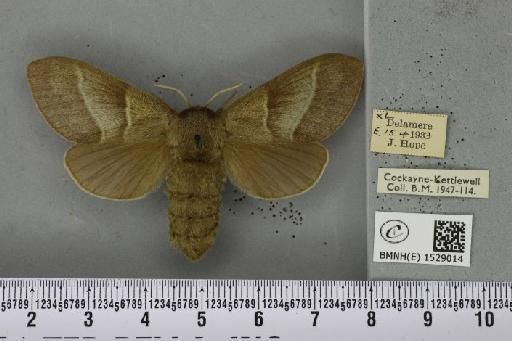 Macrothylacia rubi ab. grisea Tutt, 1902 - BMNHE_1529014_196482