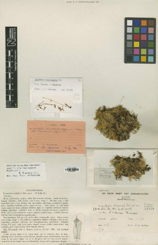 Tayloria borneensis Dixon - BM000982978