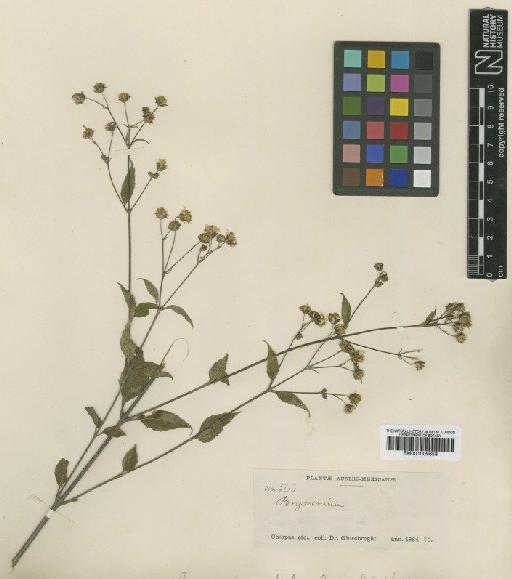 Perymenium ghiesbreghtii B.L.Rob. & Greenm. - BM001009658