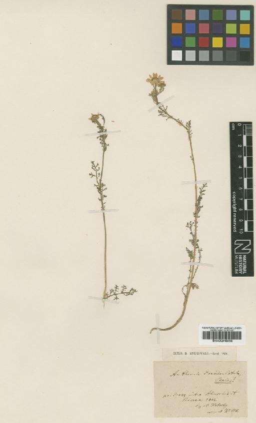 Anthemis pseudocotula Boiss. - BM000945966