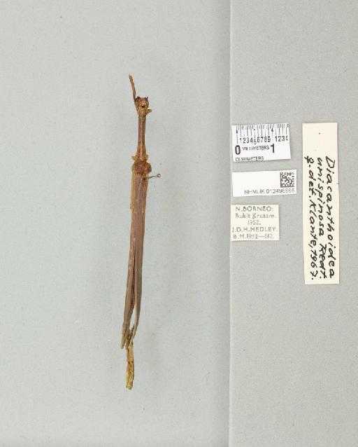 Diacanthoidea unispinosa Redtenbacher, 1908 - 012496595_72510_86838