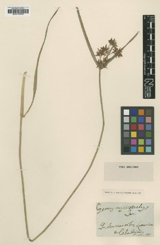 Cyperus longus L. - BM001067029