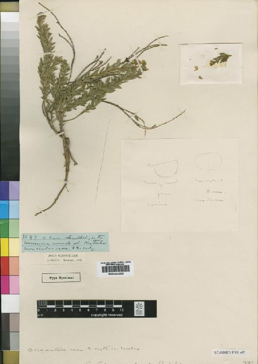 Crotalaria sylvicola Baker f. - BM000843529