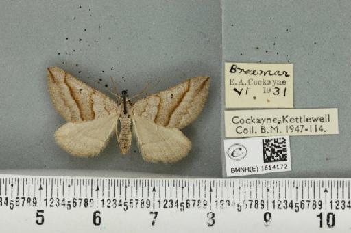 Scotopteryx mucronata scotica (Cockayne, 1940) - BMNHE_1614172_303562