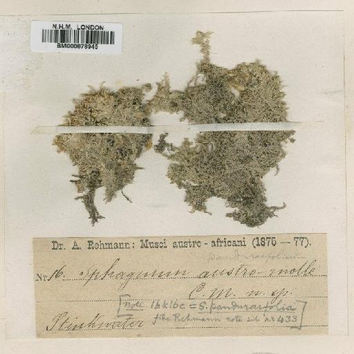 Sphagnum capense Hornsch. - BM000878945