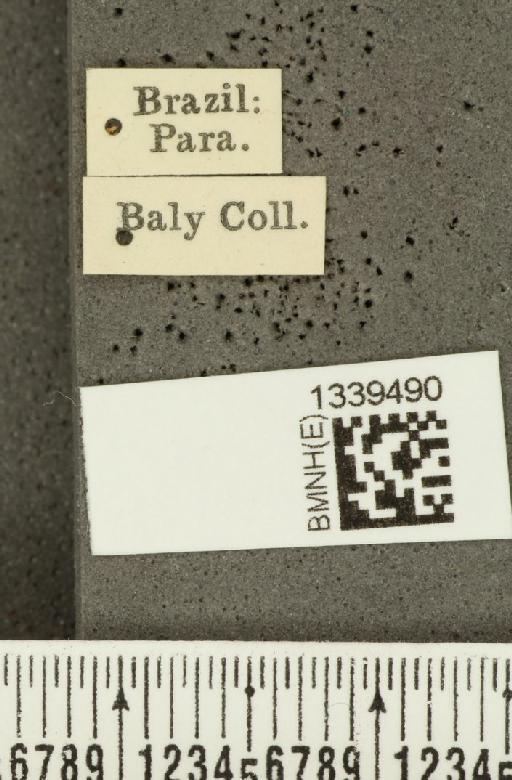 Acalymma bivittulum amazonum Bechyné, 1958 - BMNHE_1339490_label_20518