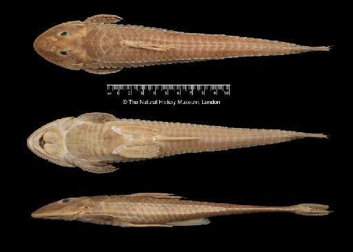 Loricariichthys maculatus (Bloch, 1794) - BMNH 1926.10.27.374, Loricariichthys maculatus