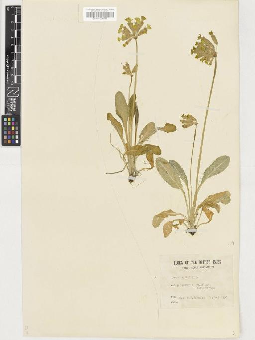 Primula veris L. - BM001036536