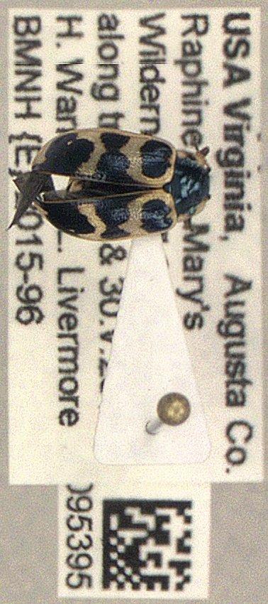 Chrysomela (Macrolina) Motschulsky, 1860 - Coleoptera 010095395