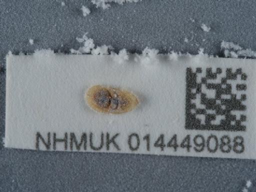 Coccus hesperidum Linnaeus, 1758 - 014449088_4