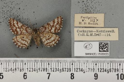 Ematurga atomaria (Linnaeus, 1758) - BMNHE_1920455_486329