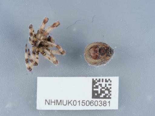 Araneus quadratus Clerck, 1757 - 015060381_1