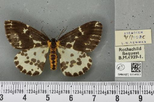 Abraxas grossulariata ab. aberdoniensis Raynor, 1923 - BMNHE_1854913_415416