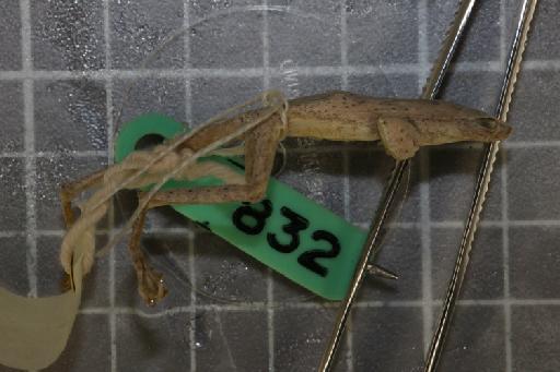 Rhacophorus turpes - Image of specimen 1974.828-832\1974.832