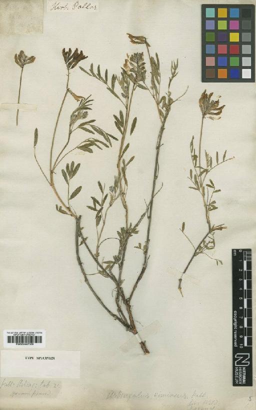 Astragalus vimineus Pall. - BM000997378