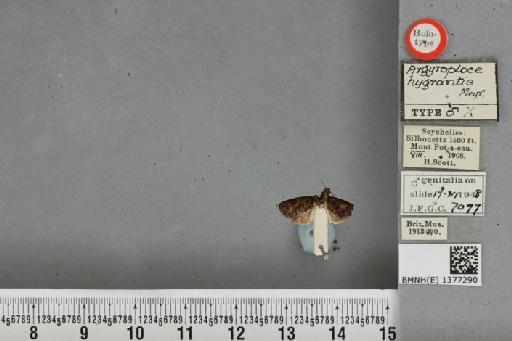 Argyroploce hygrantis Meyrick, 1911 - BMNH(E) 1377290 Argyroploce hygrantis Meyrick Male HT labels