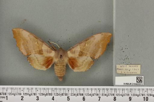 Laothoe populi populi (Linnaeus, 1758) - NHMUK_010420975_525917