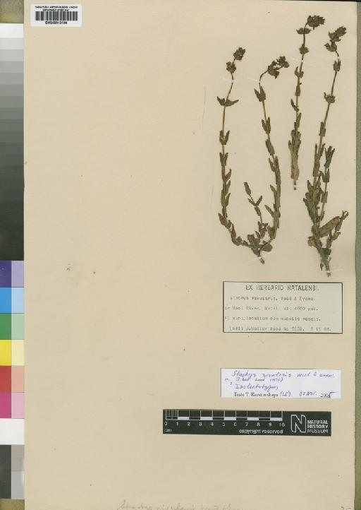 Stachys rivularis J.M.Wood & M.S.Evans - BM000910184