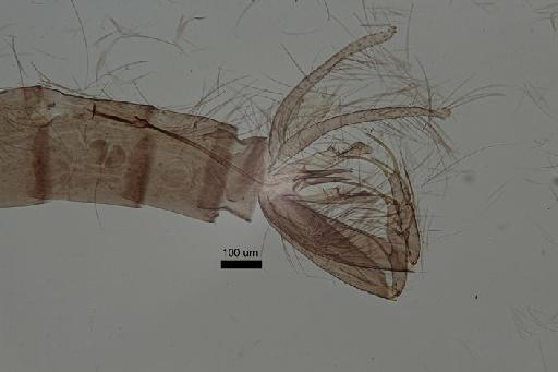 Phlebotomus (Larroussius) longipes Parrot & Martin - Phlebotomus_longipes-010210168-MaleGenitalia_whole-10x_1_6