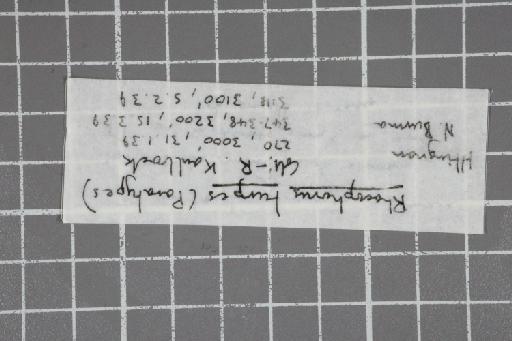 Rhacophorus turpes - Image of specimen 1974.828-832