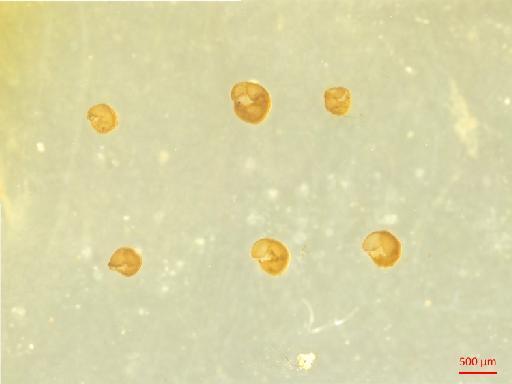 Globorotalia crassaformis - ZF5922