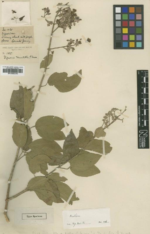 Arrabidaea pubescens (L.) Gentry - BM000992340