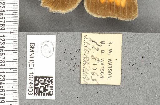 Maniola jurtina insularis ab. postfulvosa Leeds, 1950 - BMNHE_1074403_label_41195