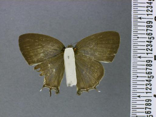 Thecla terentia Hewitson, 1868 - NHMUK010890999_Terenthina_terentia_Hewitson_syntype_Dorsal