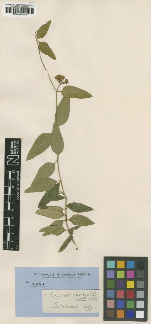 Parsonsia lanceolata R.Br. - BM000939162