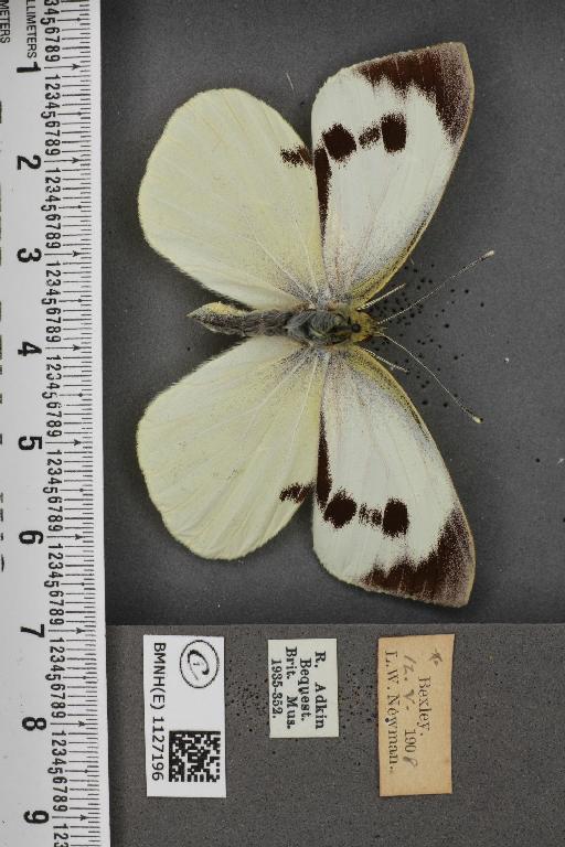 Pieris brassicae ab. fasciata Kiefer, 1918 - BMNHE_1127196_84317