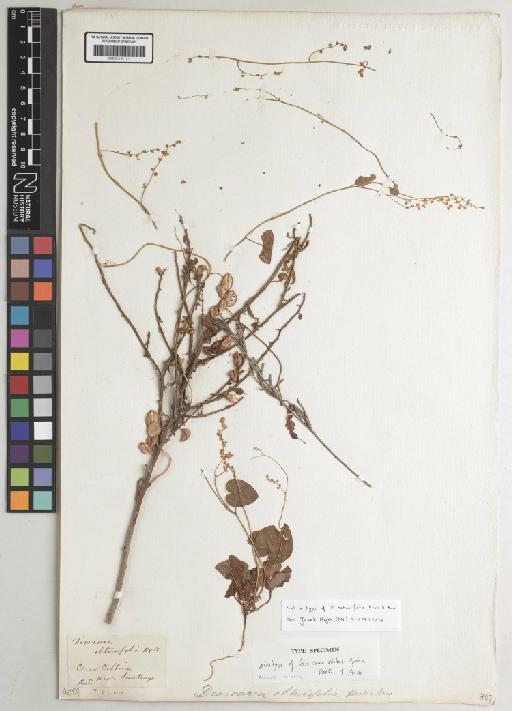 Dioscorea obtusifolia Hook. & Arn. - 001191121