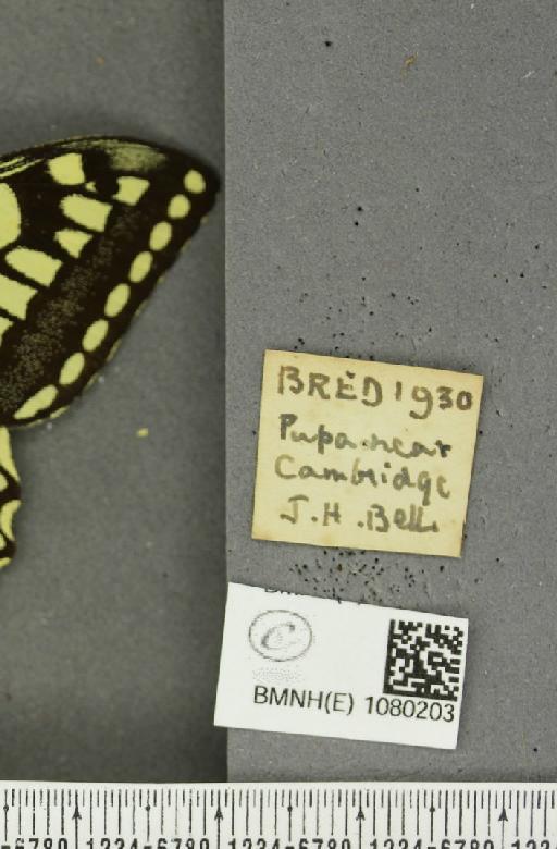 Papilio machaon britannicus Seitz, 1907 - BMNHE_1080203_label_69607