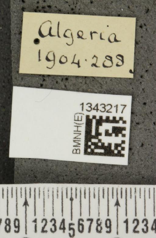 Lilioceris (Lilioceris) lilii stercoraria (Linnaeus, 1767) - BMNHE_1343217_label_13078