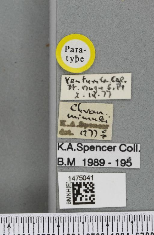 Chromatomyia mimuli Spencer, 1981 - BMNHE_1475041_label_48550