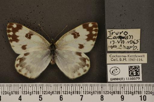 Pontia daplidice (Linnaeus, 1758) - BMNHE_1116679_68793