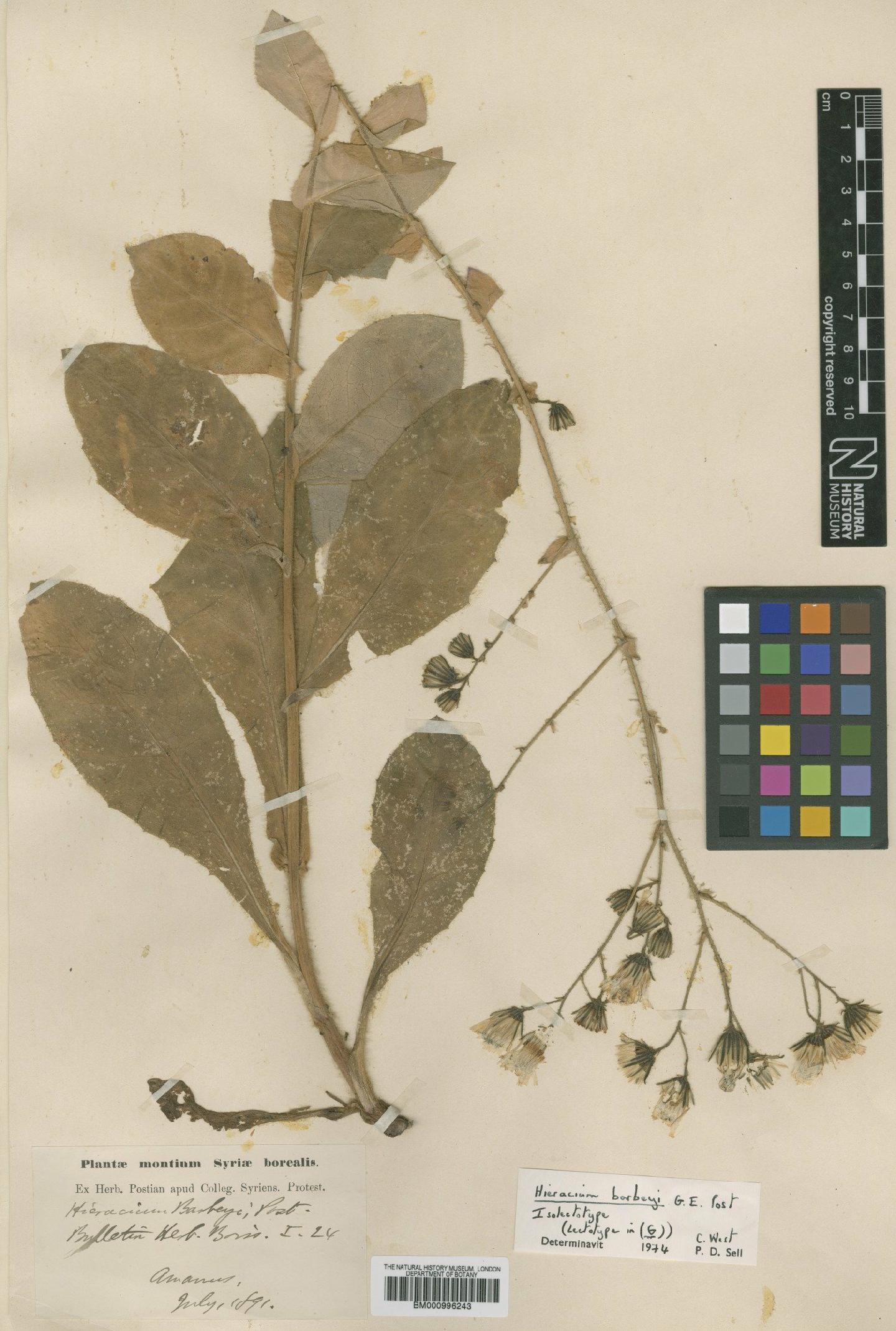 To NHMUK collection (Hieracium barbeyi Post; Isolectotype; NHMUK:ecatalogue:480485)