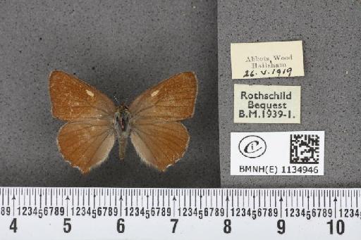 Callophrys rubi rubi (Linnaeus, 1758) - BMNHE_1134946_98293