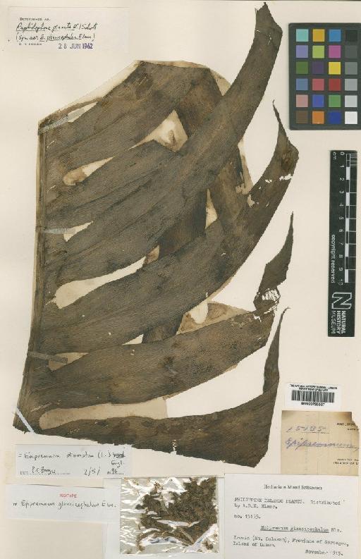 Epipremnum pinnatum (L.) Engl. - BM000799957