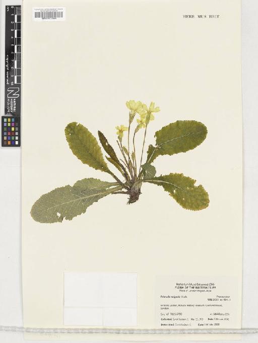 Primula vulgaris Huds. - BM000933956