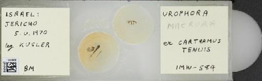 Urophora mauritanica Macquart, 1851 - BMNHE_1503959_56560