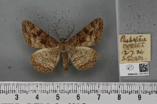 Alcis repandata repandata (Linnaeus, 1758) - BMNHE_1921914_477145