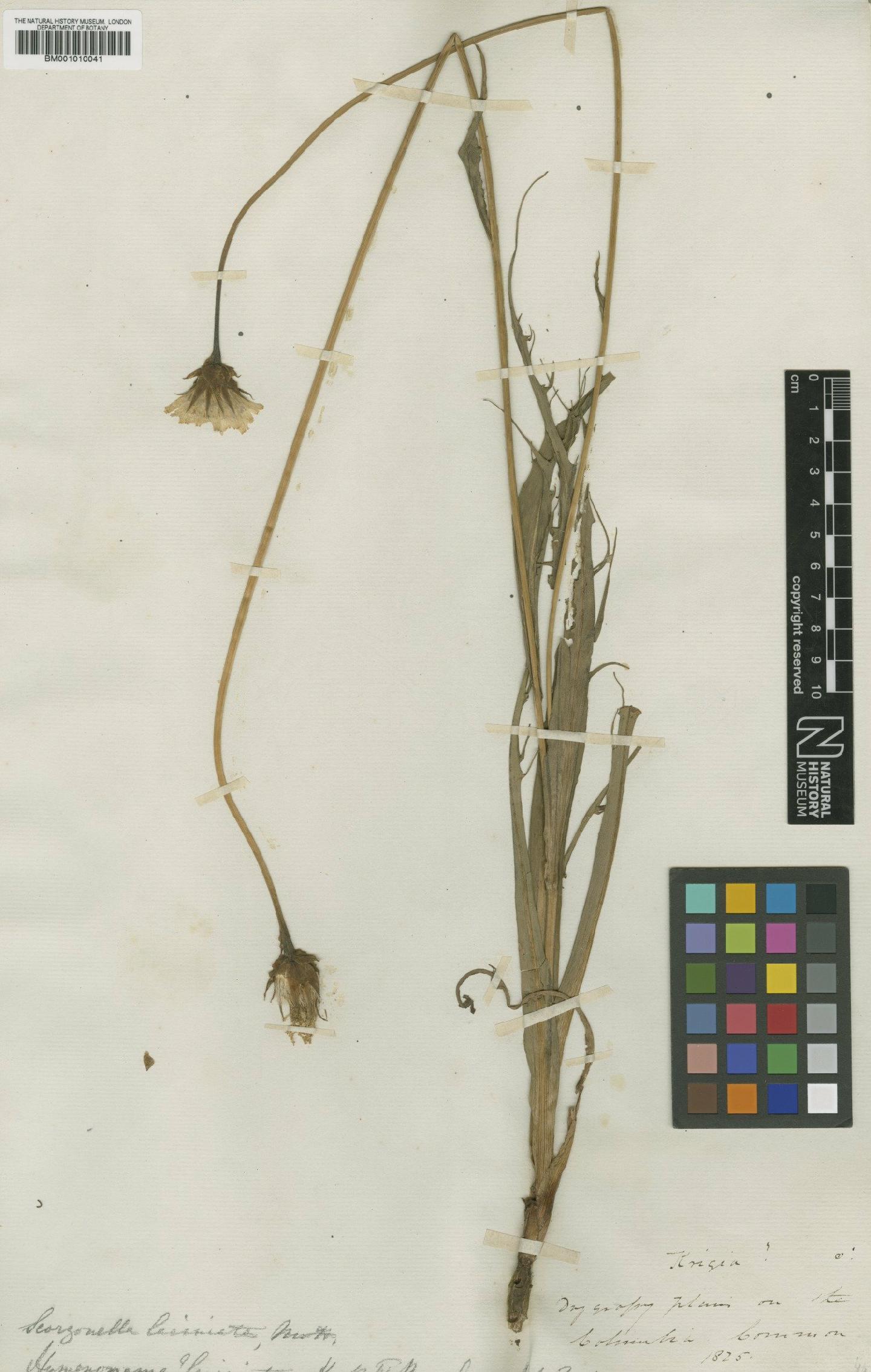 To NHMUK collection (Microseris laciniata (Hook.) Sch.Bip.; Holotype; NHMUK:ecatalogue:464748)