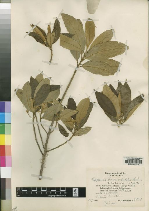 Kiggelaria flavo-velutina Sleumer - BM000624256